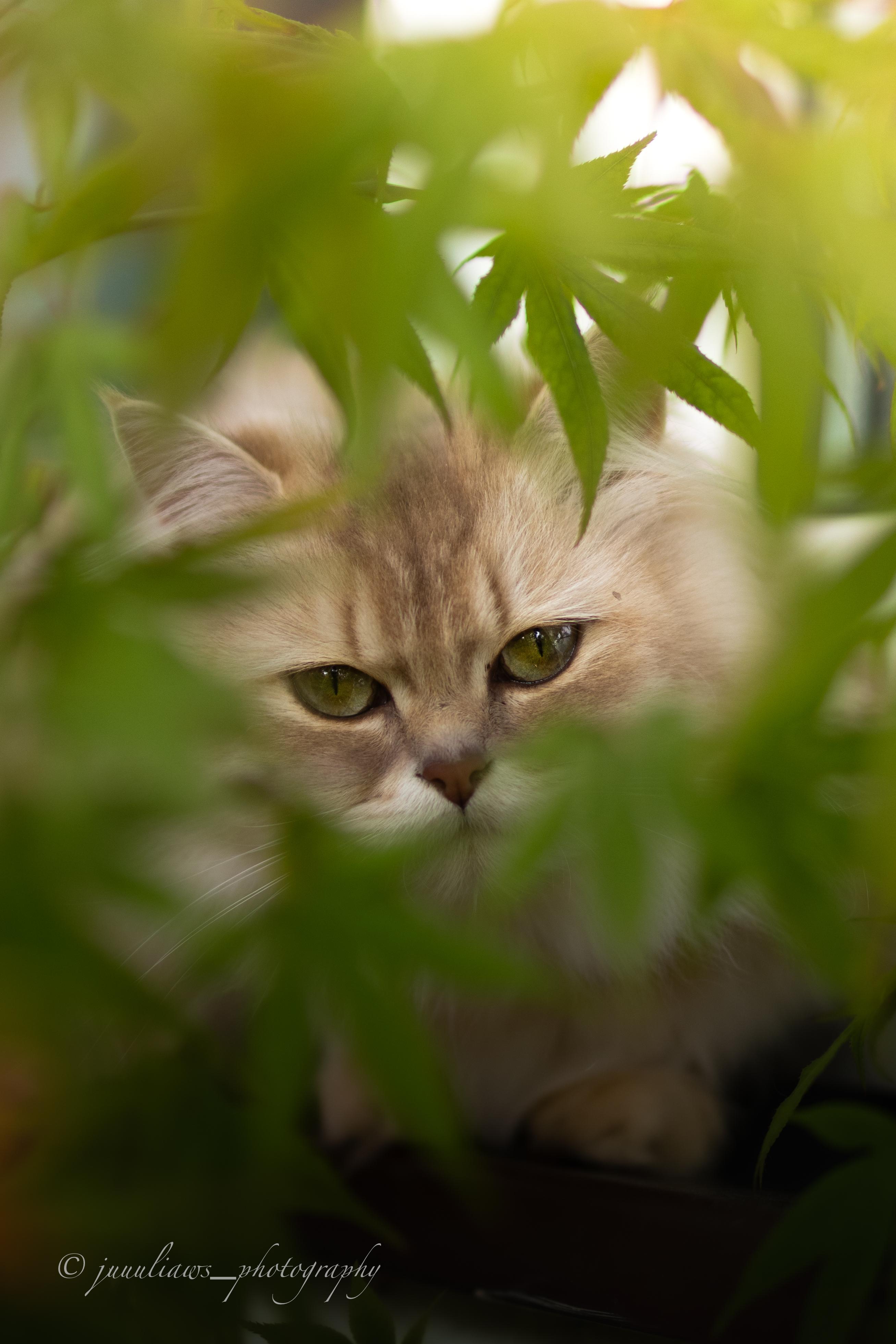 Britisch Langhaar Katze Lilac golden shell von MajestyFalls