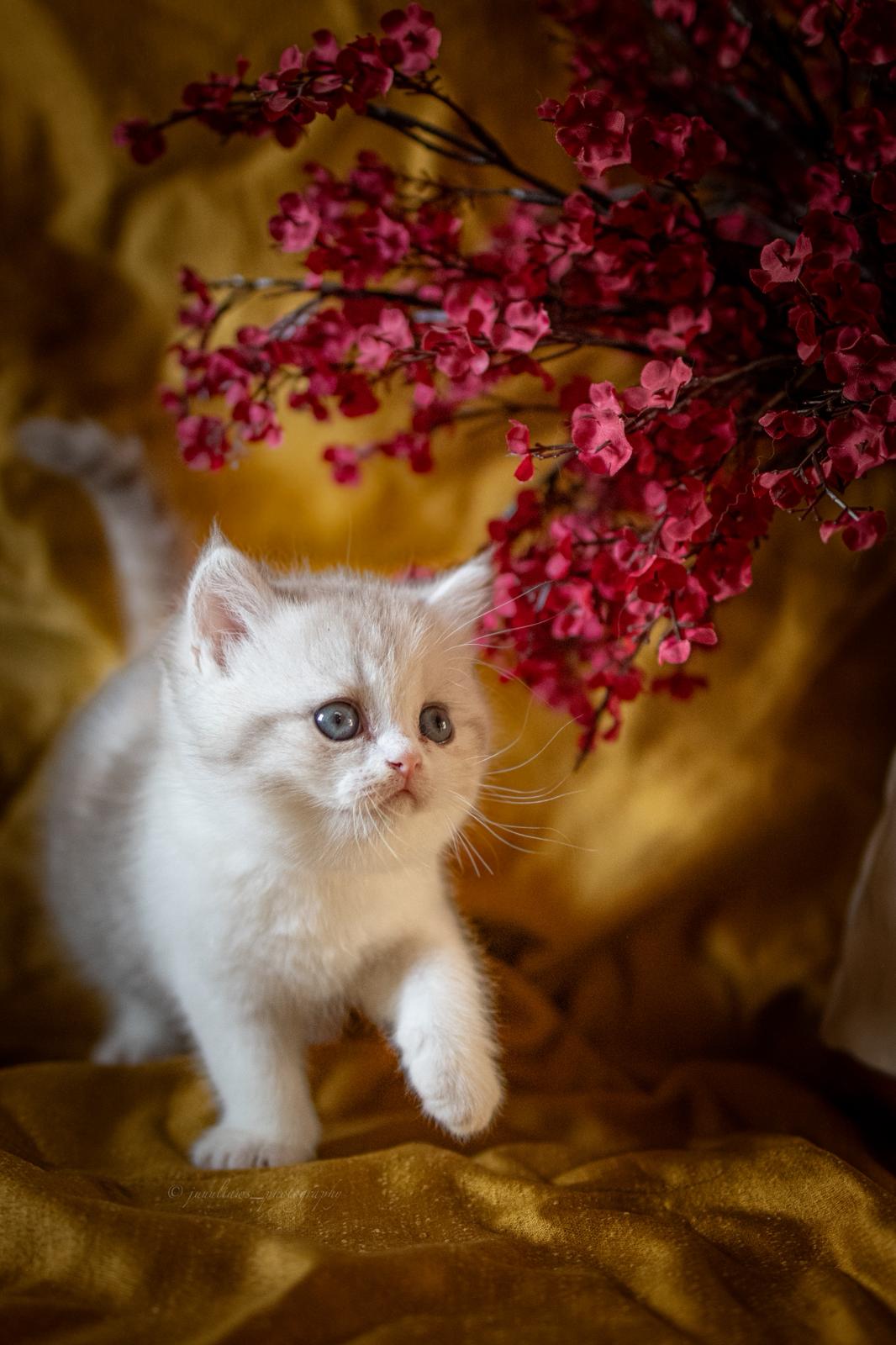 Akeno Miki of MajestyFalls British Shorthair lilac torbie white