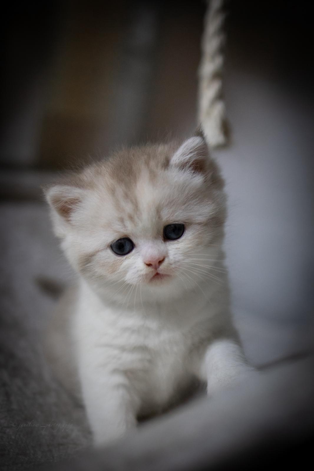 Akeno Miki of MajestyFalls British Shorthair lilac torbie white