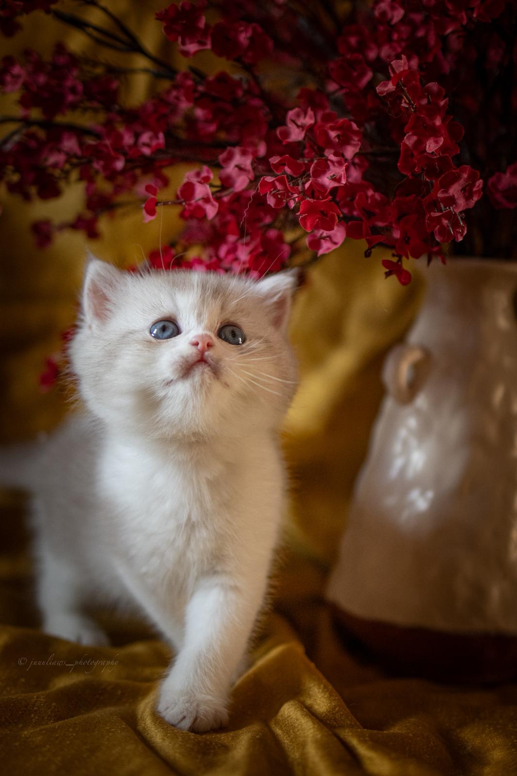 Akeno Miki - BKH Kitten lilac torbie