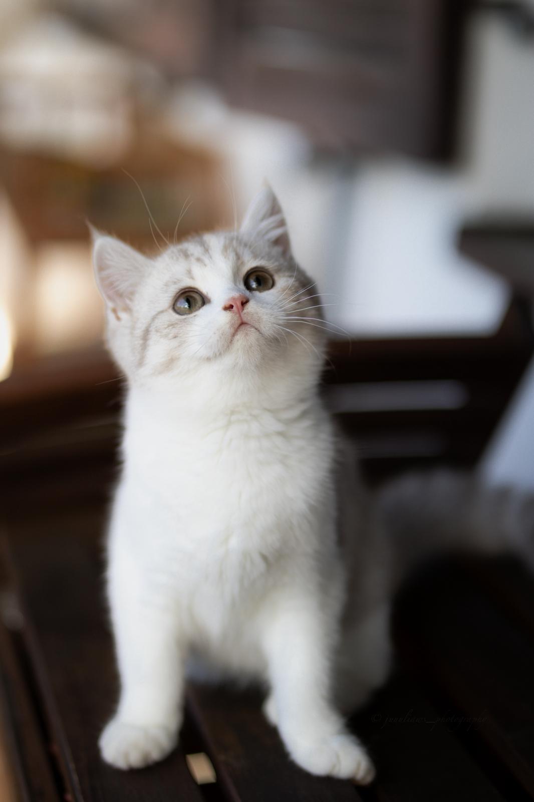 Akeno Miki of MajestyFalls