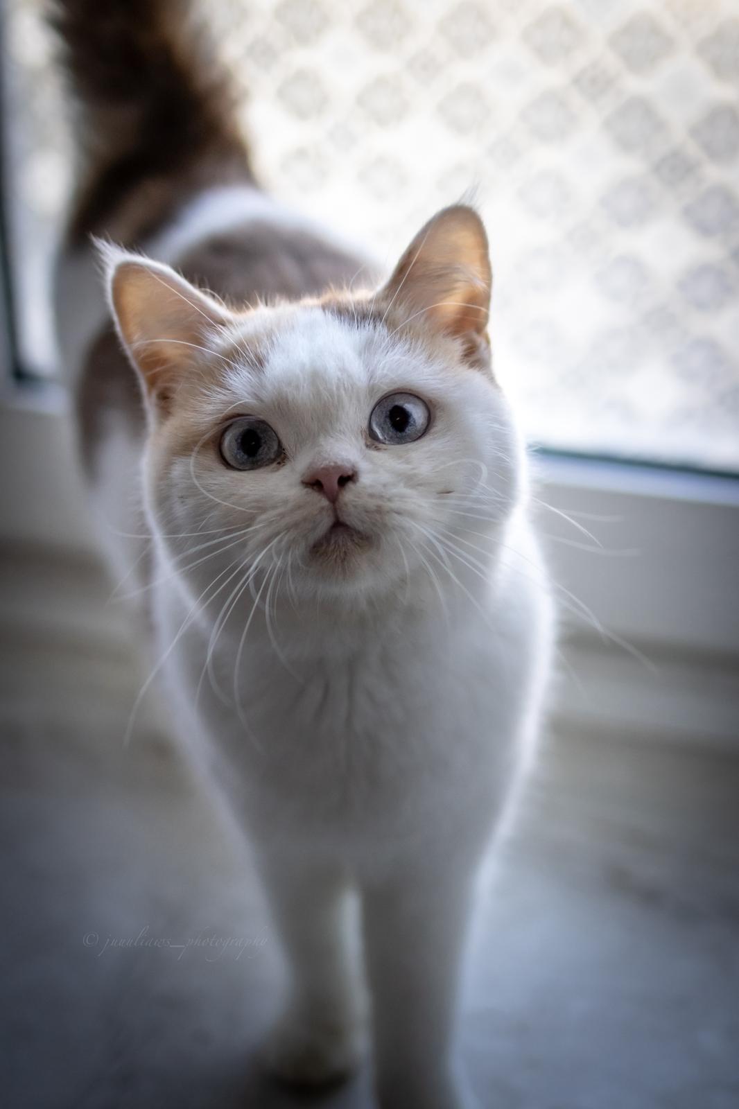 Pure Charism's Sheila British shorthair cinnamon tortie white blue eyed