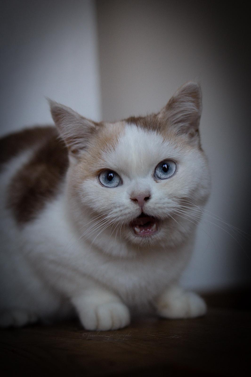 Pure Charism's Sheila British shorthair cinnamon tortie white blue eyed
