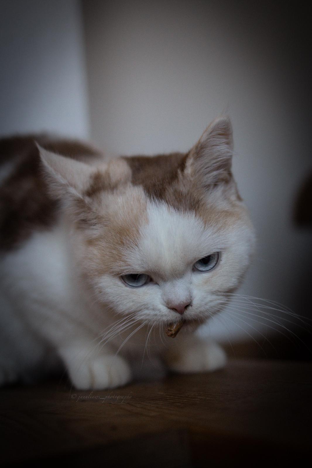 Pure Charism's Sheila British shorthair cinnamon tortie white blue eyed