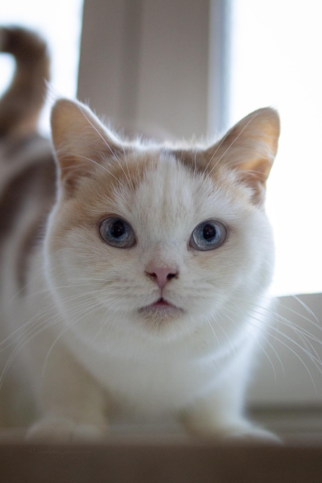 Pure Charism's Sheila British shorthair cinnamon tortie white blue eyed