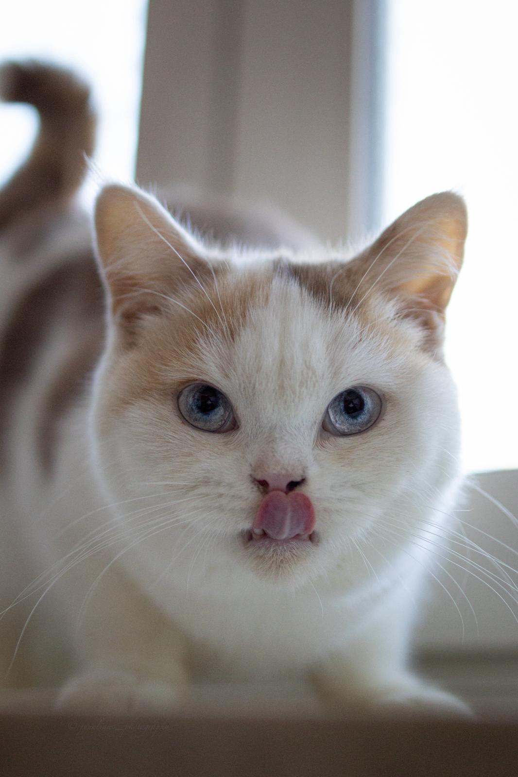 Pure Charism's Sheila British shorthair cinnamon tortie white blue eyed