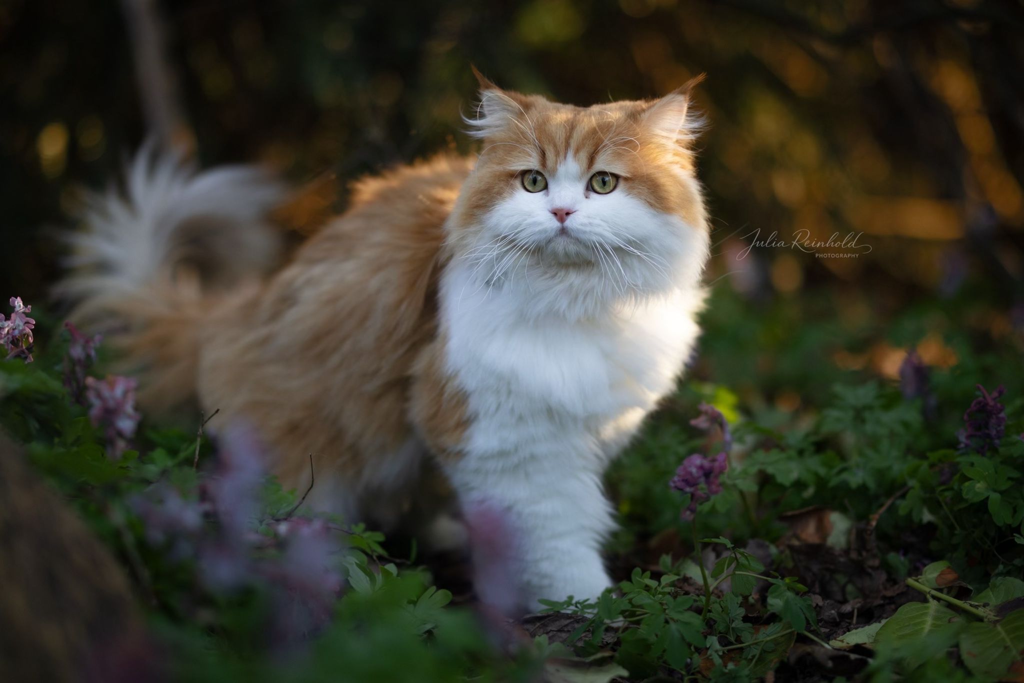 Unser Britisch Langhaar Zuchtkater Souta