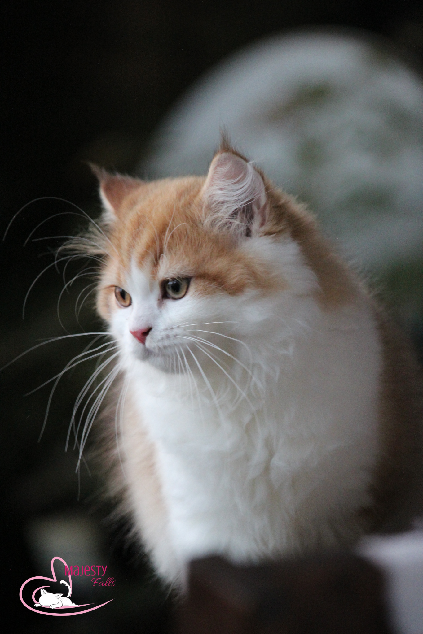 MajestyFalls Britisch Langhaar Katze in chocolate golden shaded white