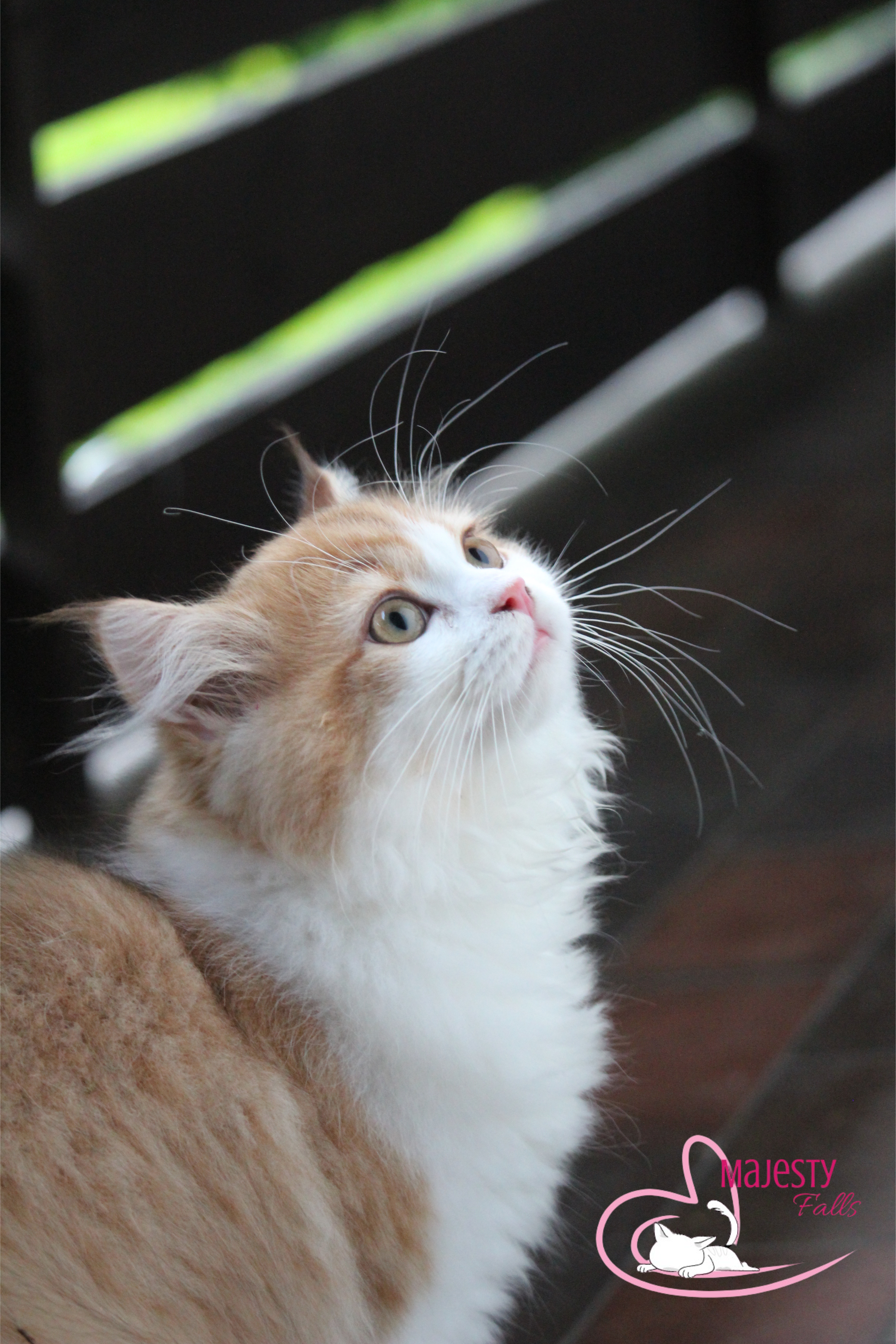 MajestyFalls Britisch Langhaar Katze in chocolate golden shaded white