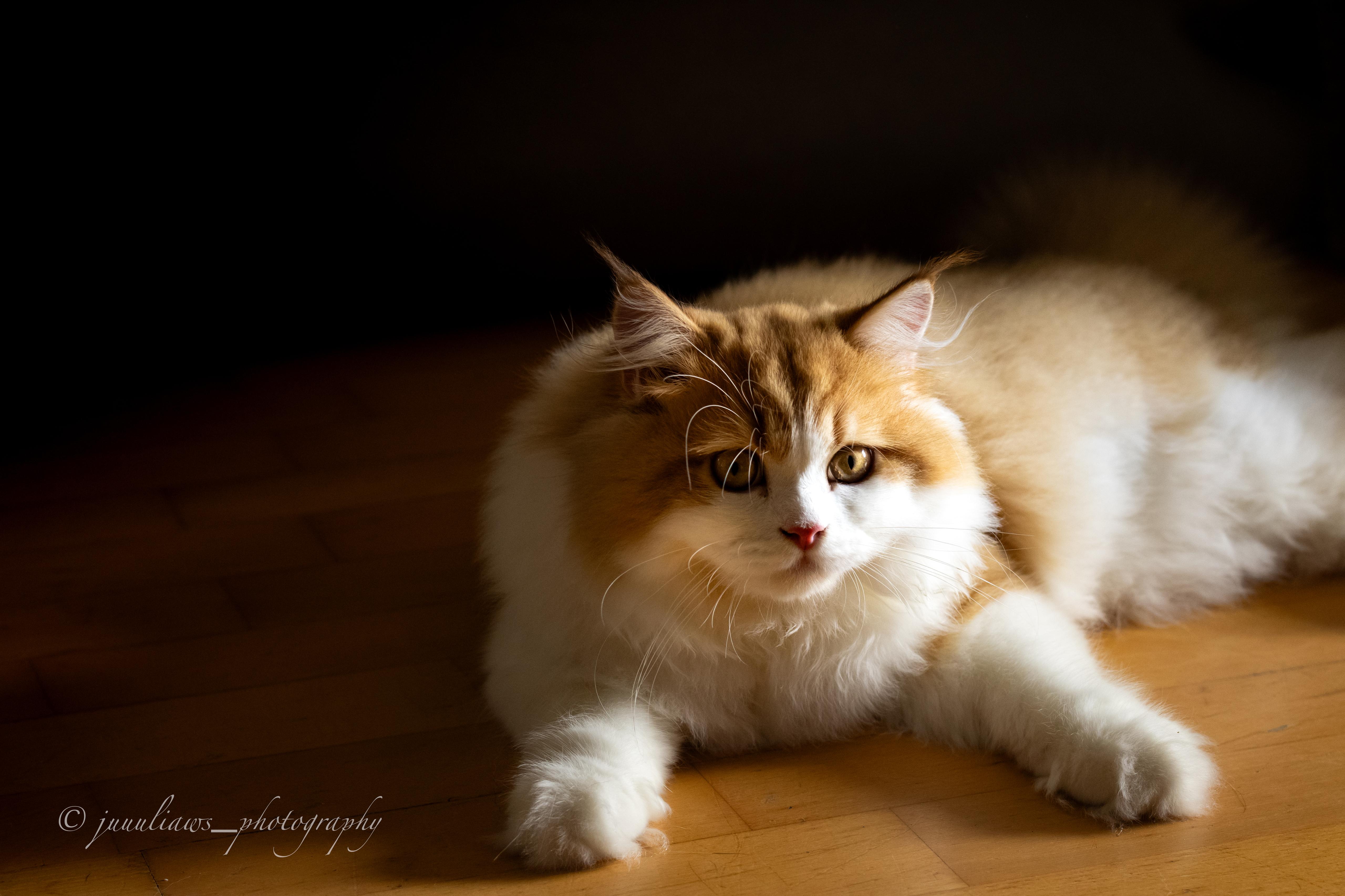 MajestyFalls Britisch Langhaar Katze in chocolate golden shaded white