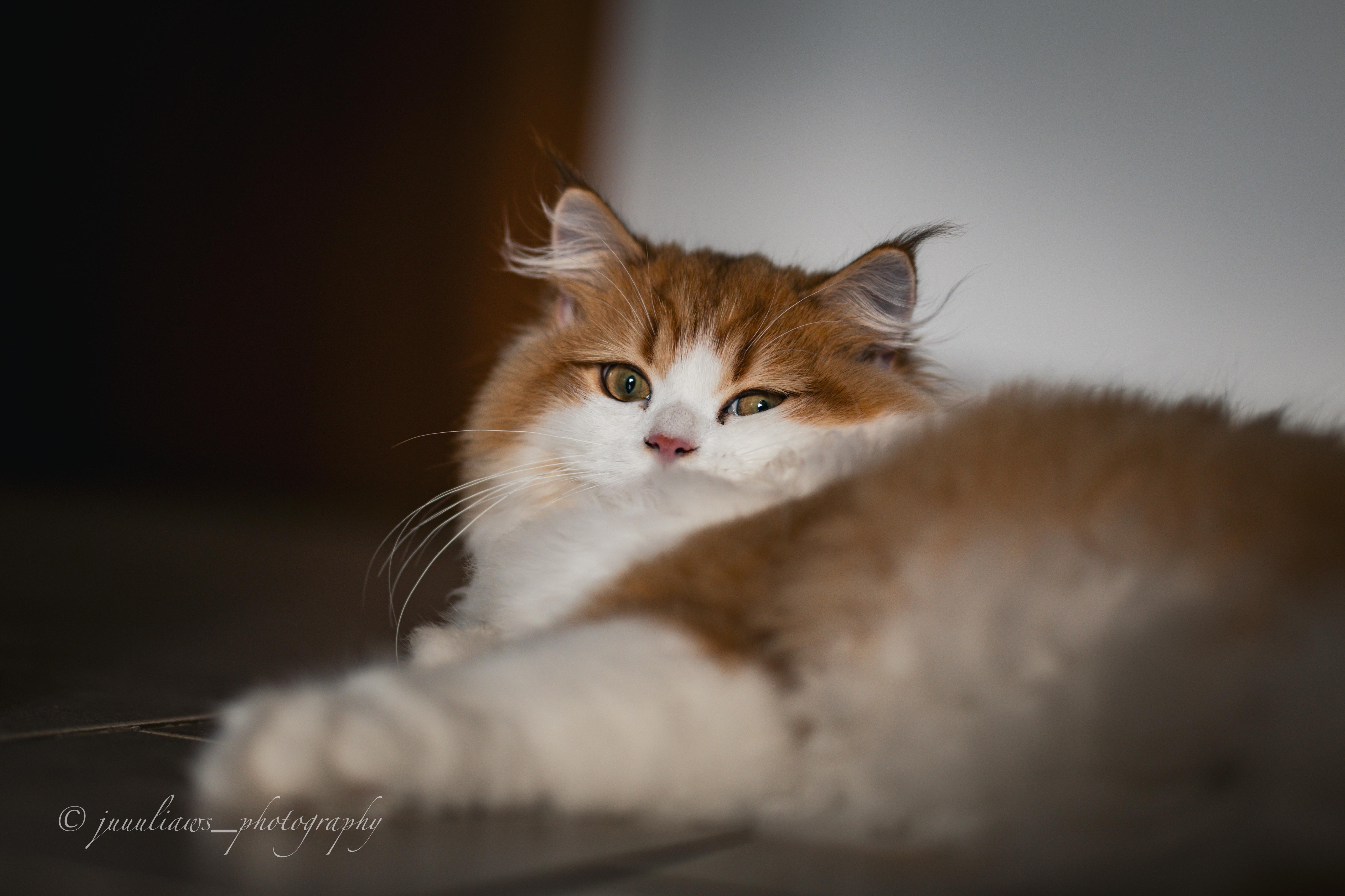 MajestyFalls Britisch Langhaar Katze in chocolate golden shaded white