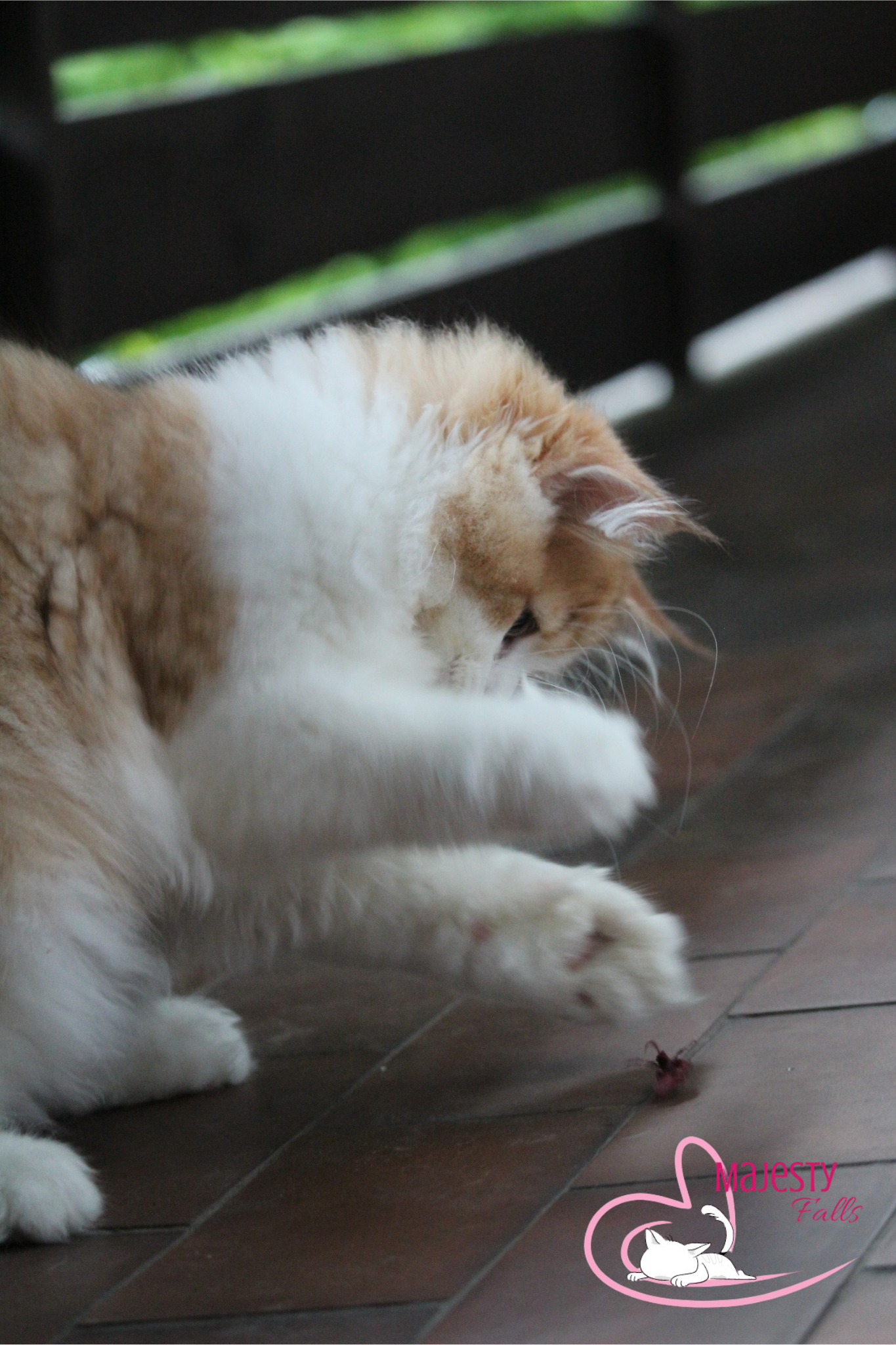 MajestyFalls Britisch Langhaar Katze in chocolate golden shaded white
