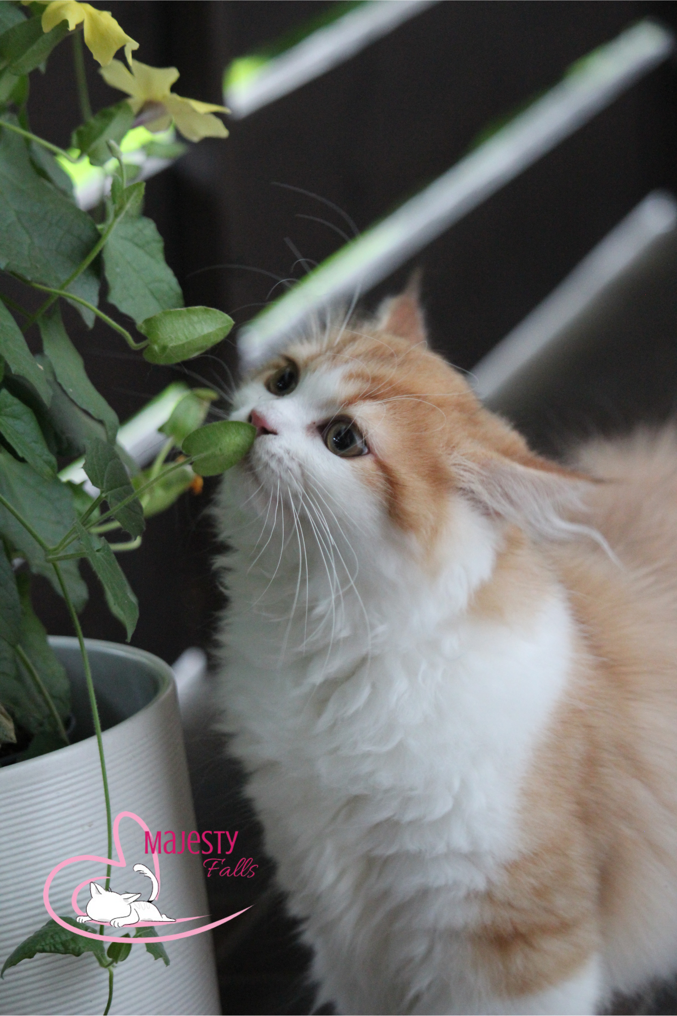 MajestyFalls Britisch Langhaar Katze in chocolate golden shaded white