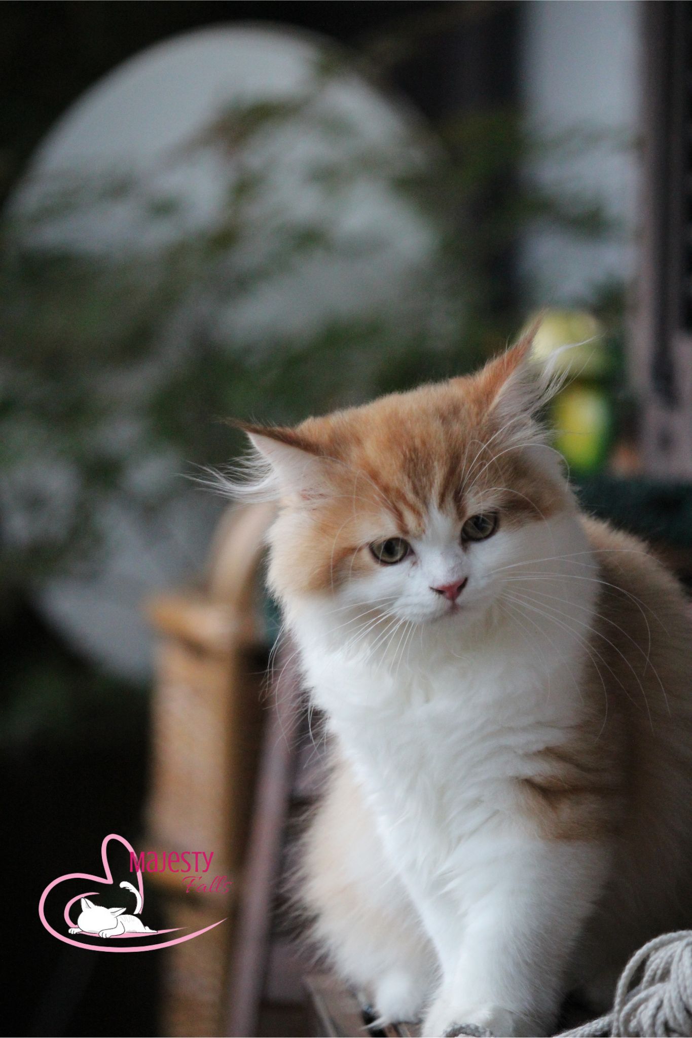 MajestyFalls Britisch Langhaar Katze in chocolate golden shaded white