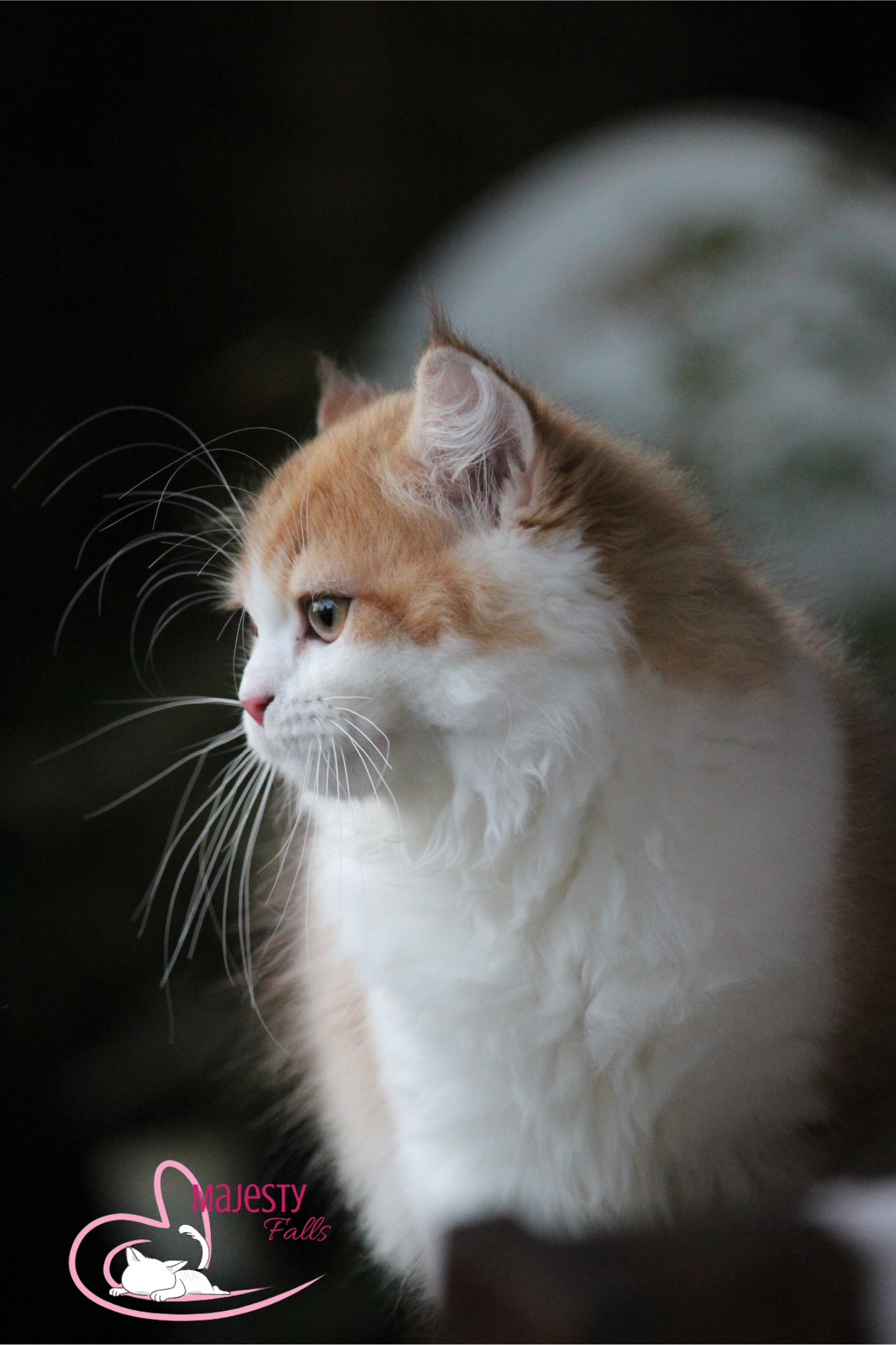 MajestyFalls Britisch Langhaar Katze in chocolate golden shaded white