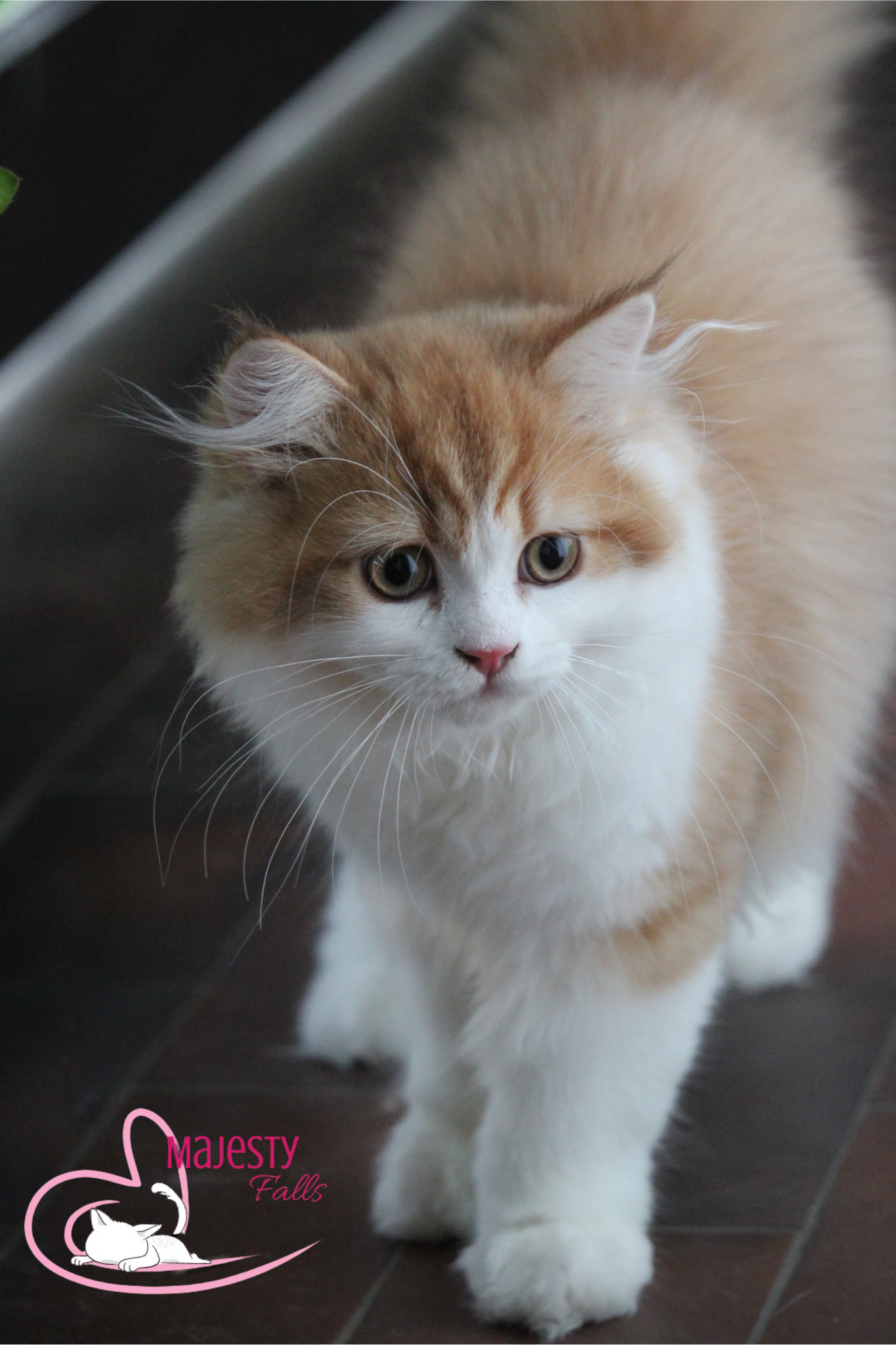 MajestyFalls Britisch Langhaar Katze in chocolate golden shaded white