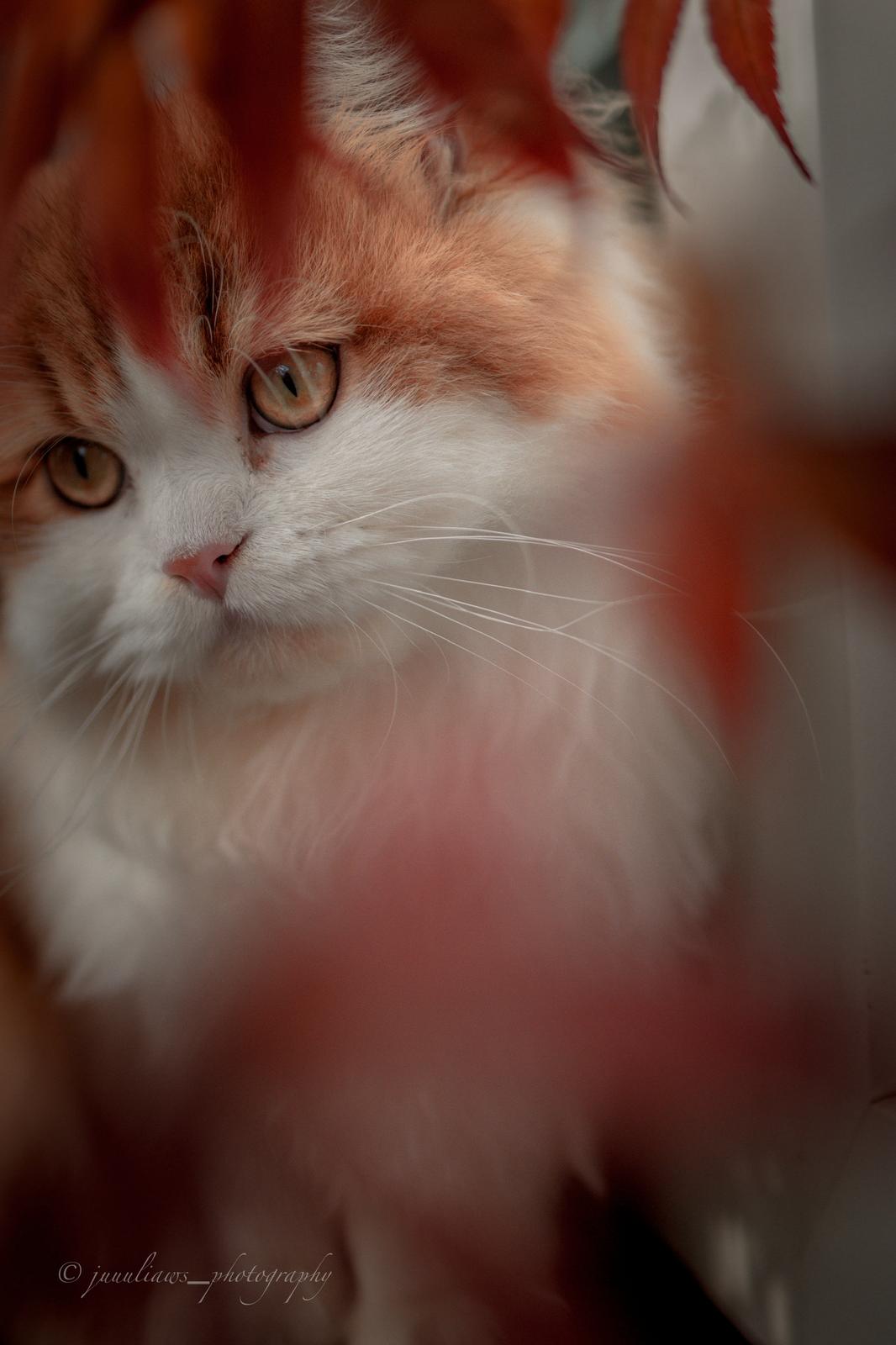 MajestyFalls Britisch Langhaar Katze in chocolate golden shaded white