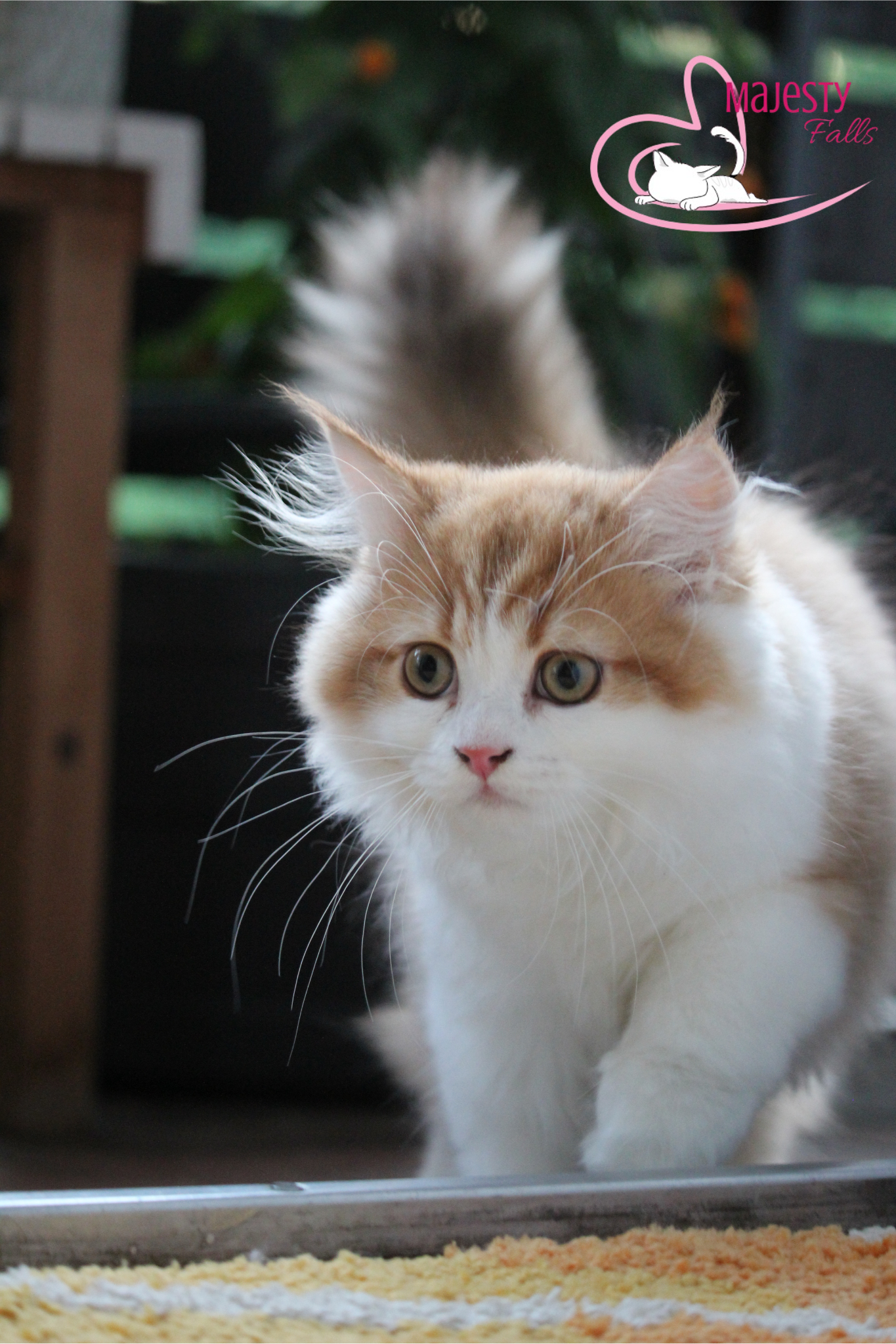 MajestyFalls Britisch Langhaar Katze in chocolate golden shaded white