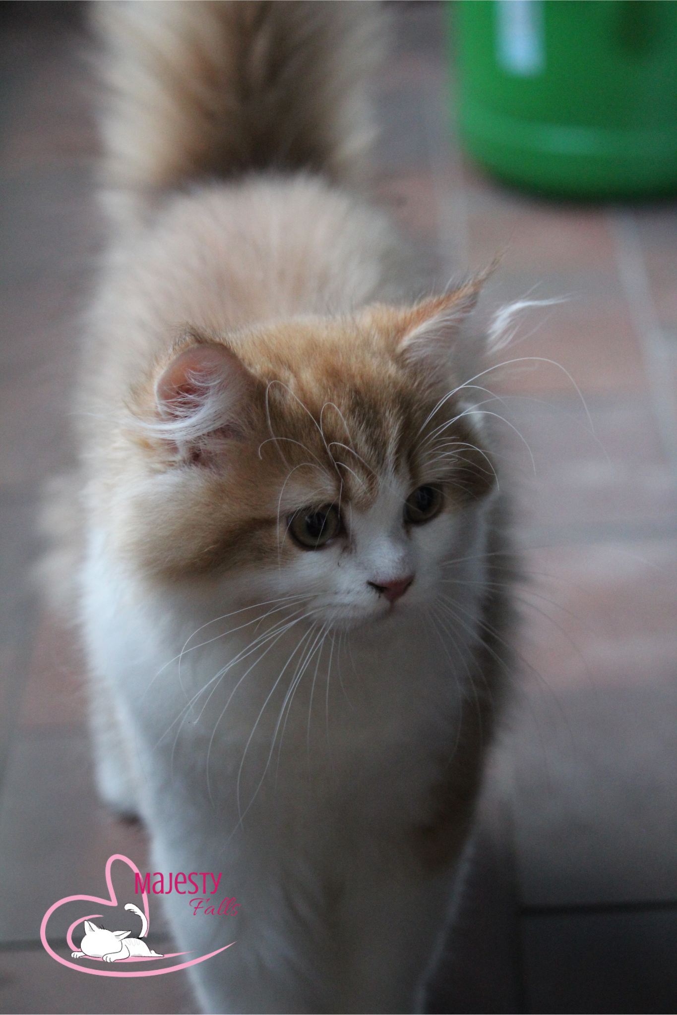 MajestyFalls Britisch Langhaar Katze in chocolate golden shaded white